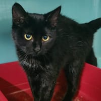 XENA, chatte à adopter