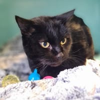 OSIRIS, chatte à adopter