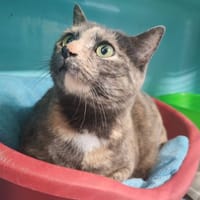 YUNA, chatte à adopter