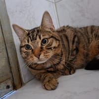 KIMO, chat à adopter
