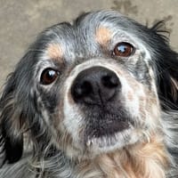 Lucario, chien à adopter