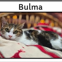 BULMA, chatte à adopter