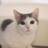 Galaxie, chatte à adopter