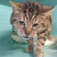 PURRITO, chat à adopter