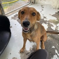 NAËLLE, chienne à adopter