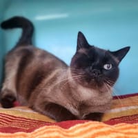 LAGON, chat à adopter