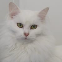 Clio (réservée), chatte à adopter
