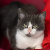 Etoile, chat à adopter