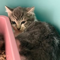 Samy CAB4985, chat à adopter