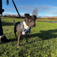 SIA VAA, chienne à adopter