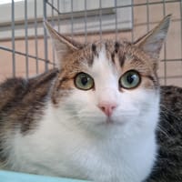 Némélios, chat à adopter