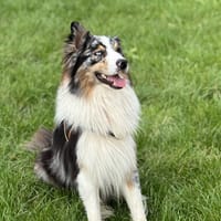 RAIKO, chien à adopter