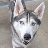 ALPHA, chien à adopter