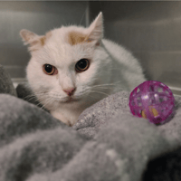 NOUGAT, chat à adopter