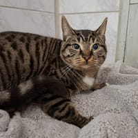 TIKO, chat à adopter
