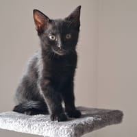 Frevo, chatte à adopter