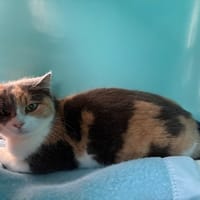 madeleine, chatte à adopter