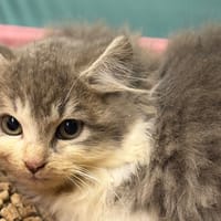 Katy CAB4984, chatte à adopter