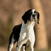 Joy, chienne à adopter