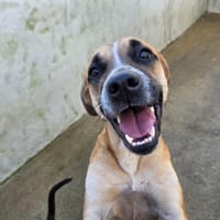 Angelica Pickles (en cours d'adoption), chienne à adopter