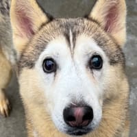 Pharamp, chien à adopter