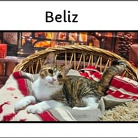 BELIZ (réservée), chatte à adopter