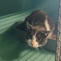RIO, chat à adopter