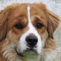 MODESTO, chien à adopter