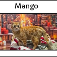 MANGO, chat à adopter