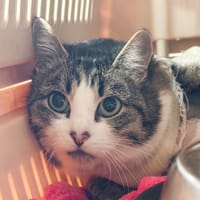 Shadow, chatte à adopter