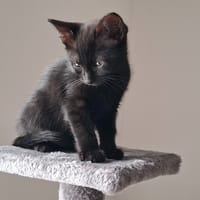 Lundu, chatte à adopter