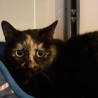 Zaniah, chatte à adopter