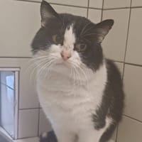PROUSTACHE, chat à adopter