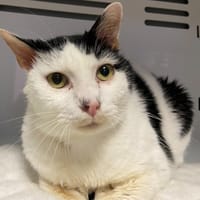 Chamallow, chat à adopter