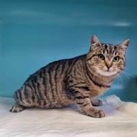 AXEL, chat à adopter