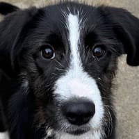 Lunala, chienne à adopter