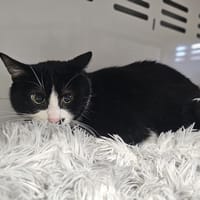 Sultan, chat à adopter