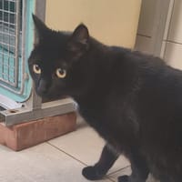 SIMBA, chat à adopter