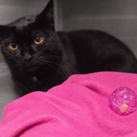 NOISETTE, chatte à adopter