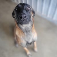 Tina, chienne à adopter