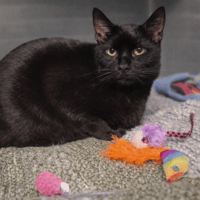 PONPON, chat à adopter