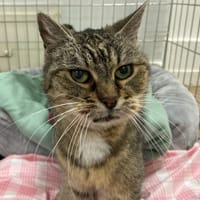 Memere, chatte à adopter