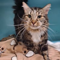 FELIX, chat à adopter