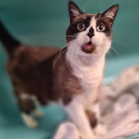 SETEAL, chat à adopter