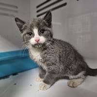 Griffoune, chatte à adopter