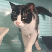 SITA, chatte à adopter