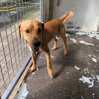 PARVATTI, chien à adopter