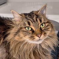 ANOUKA, chatte à adopter