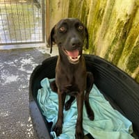HELIA, chienne à adopter
