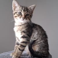 Passinho, chatte à adopter